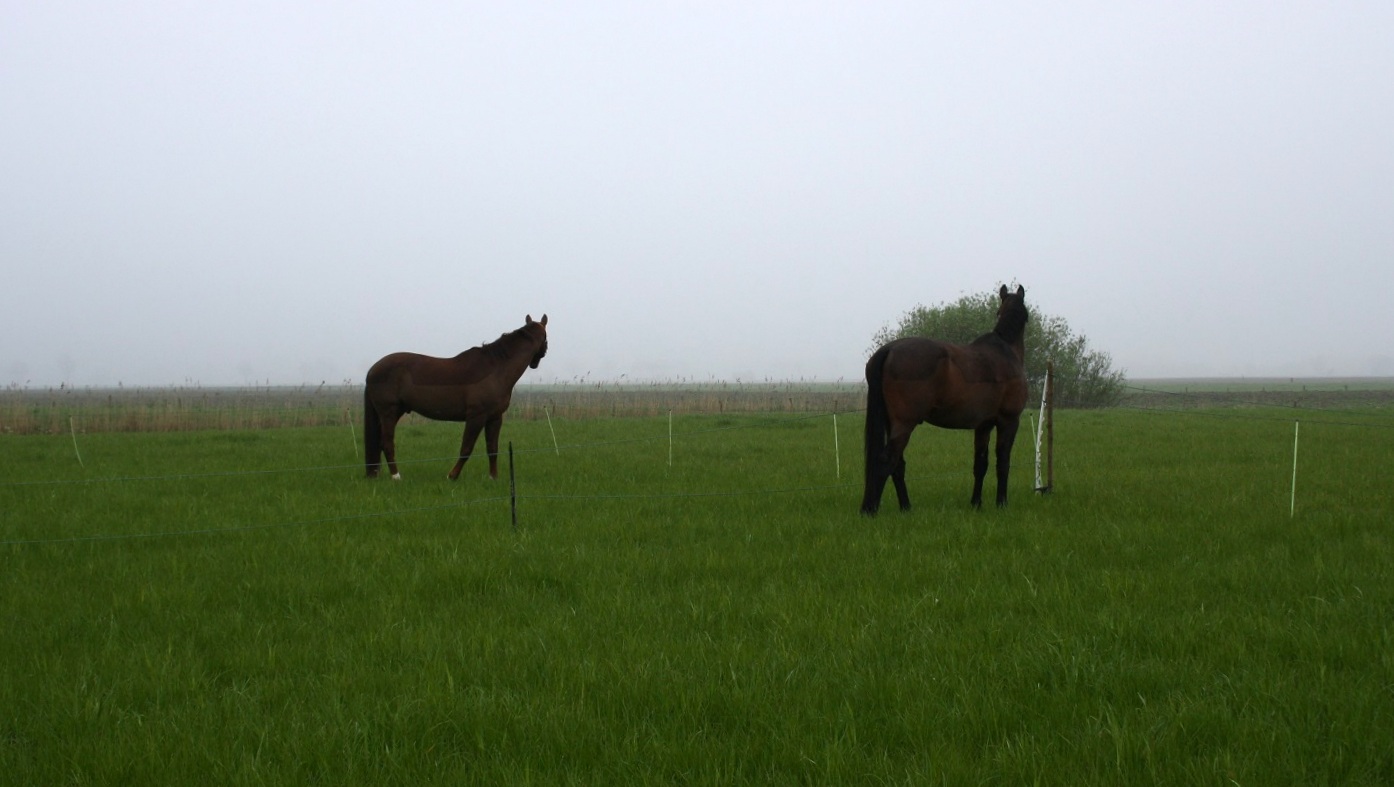 Oude paarden in de wei (archief)