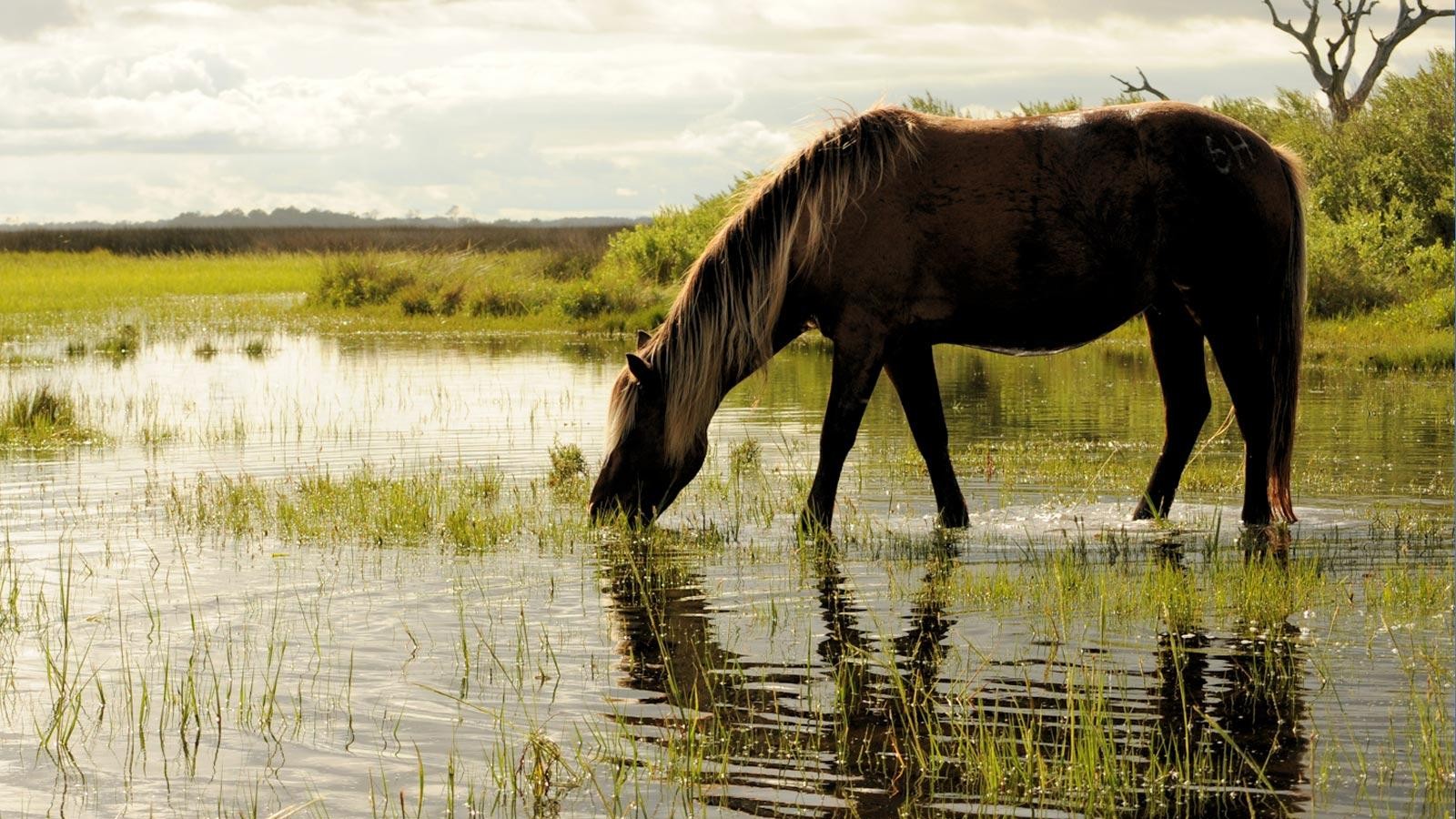 paard vernatting muggen