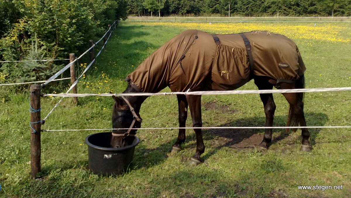 Een paard in een weiland