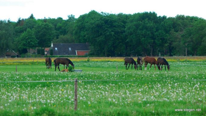 Kunnen onze paarden nog wel voldoende natuurlijk gedrag vertonen? De Partij voor de Dieren vindt dat weidegang het uitgangspunt moet zijn.