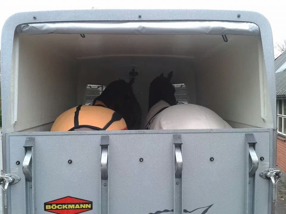 Twee paarden in een trailer.