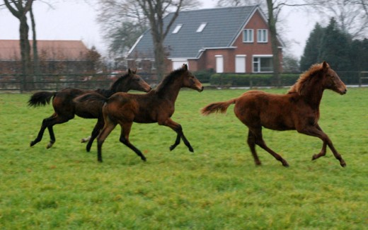 jonge paarden in de wei