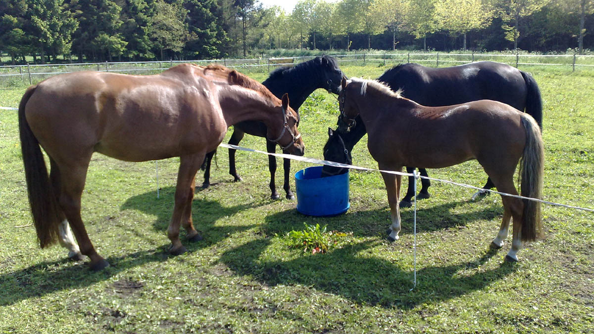 Paardenhouders hangt in Duitsland een paardenbelasting boven het hoofd.