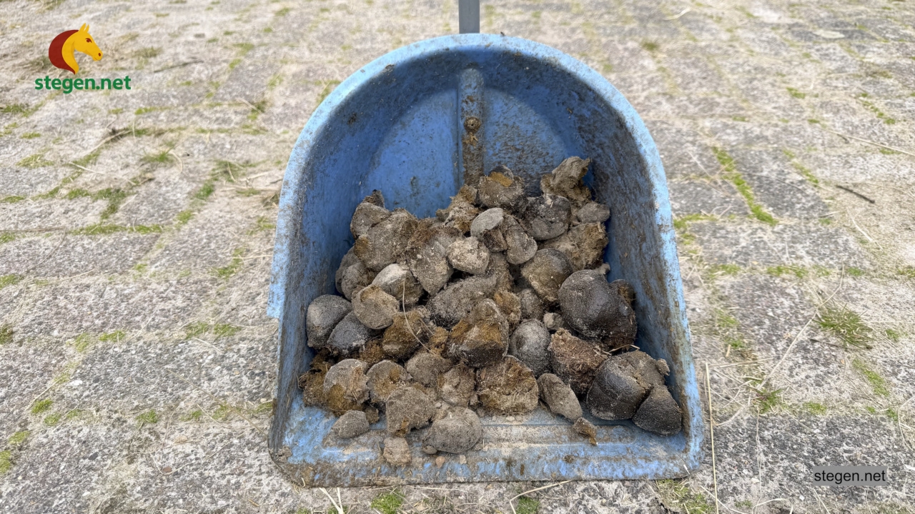 paardenpoep