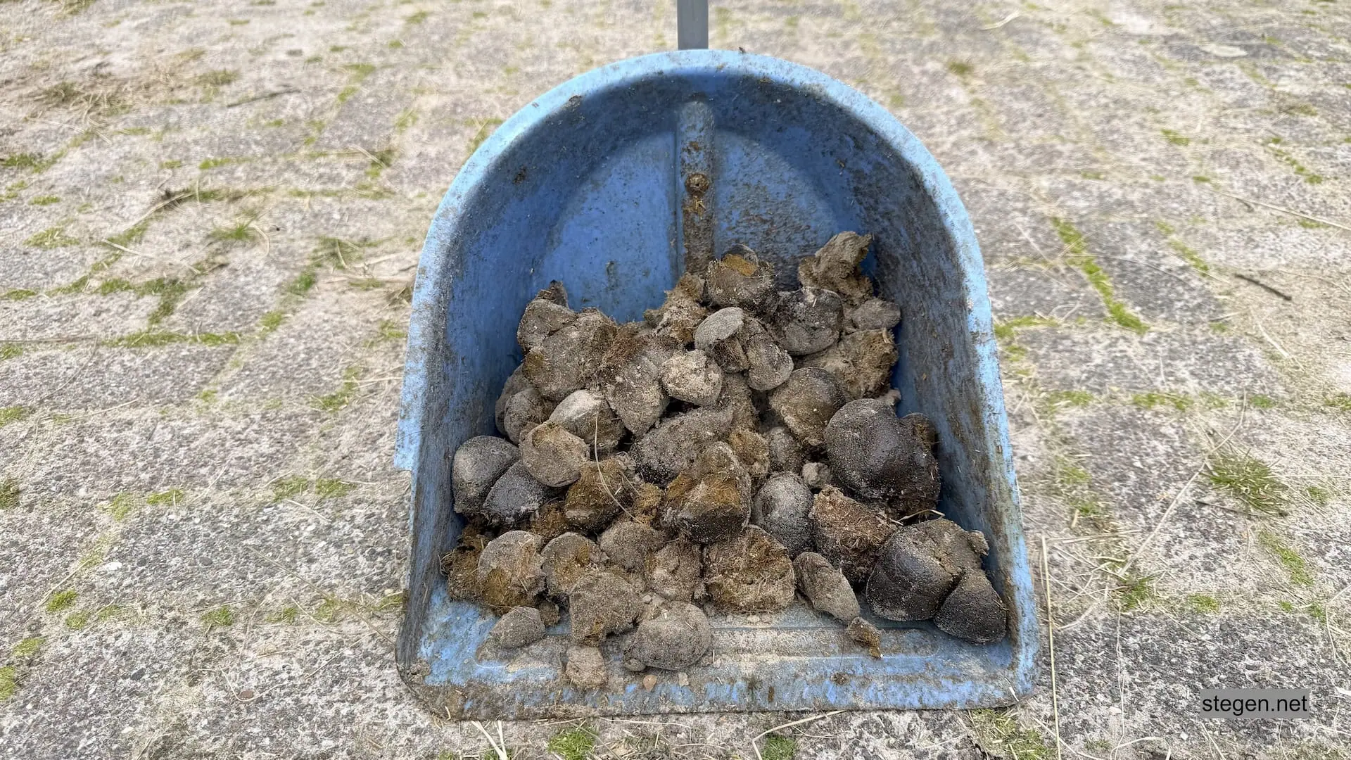 paardenpoep