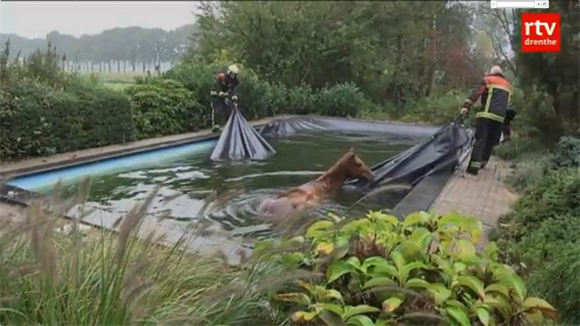 Het paard in het zwembad in Hollandscheveld.