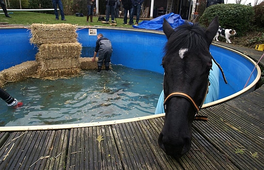 Het paard kon op eigen kracht weer uit het zwembad komen.