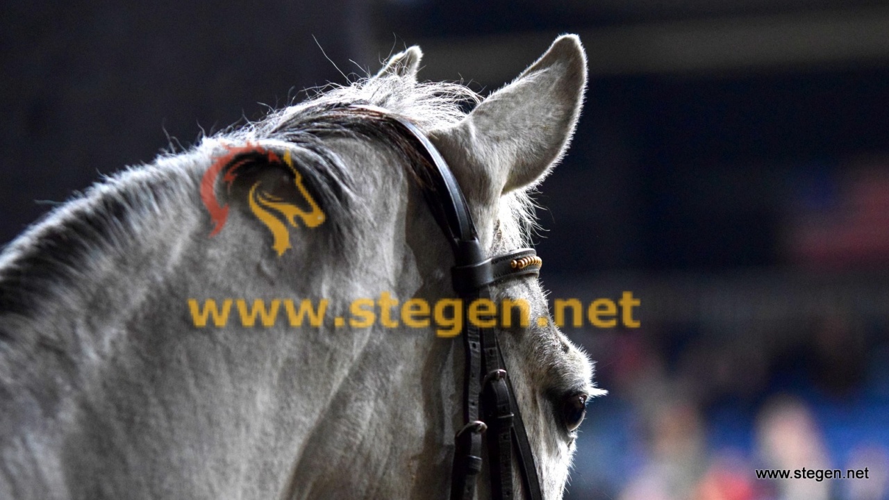 Karl Cook verras­sende win­naar op CHIO Rotter­dam met Cara­cole de la Roque