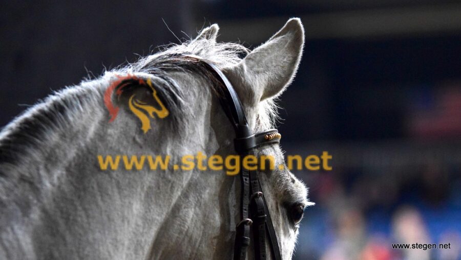 Karl Cook verras­sende win­naar op CHIO Rotter­dam met Cara­cole de la Roque