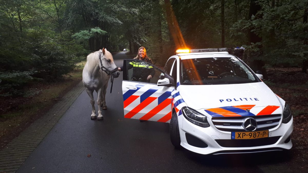 paard op hol politie