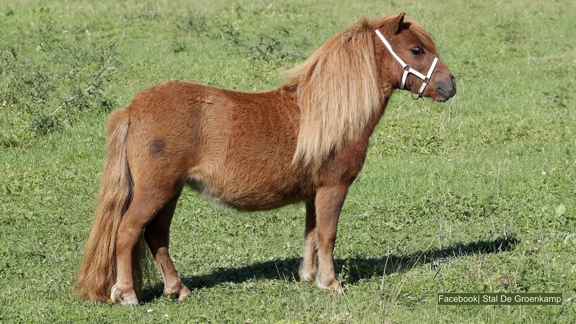 pony gedood door wolf