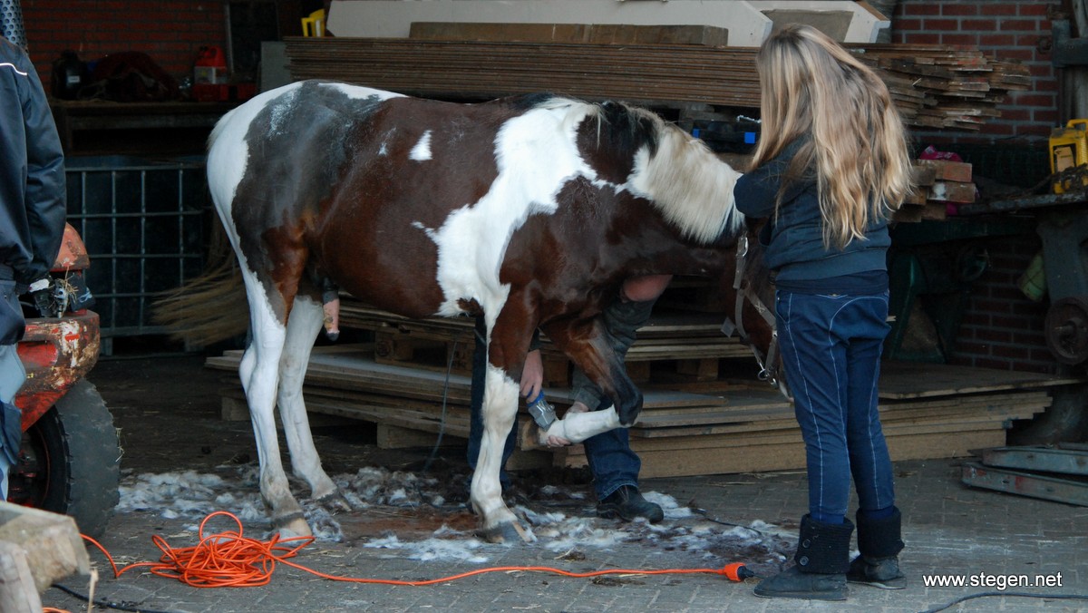 Het scheren van een paard of pony is niet zonder gevaar. 