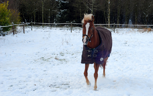 Ook deze pony houdt van sneeuw.