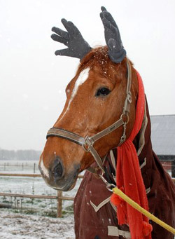 sneeuw-A Een 'rendierpaard'.