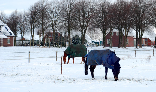 Paarden in de sneeuw.