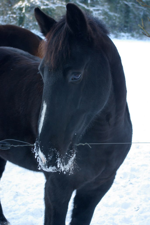 Paard in de sneeuw bij Groningen. ©Robert Jan Eggens