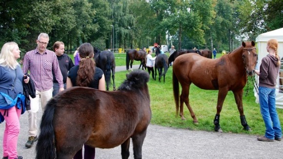Sfeerbeeld van de bijeenkomst voor Roemeense paarden.