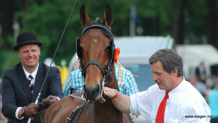 De tuigpaarden komen dit jaar opnieuw naar Exloo.