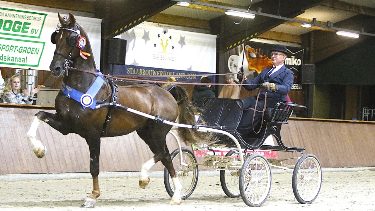 Noordelijke tuigpaardendag Exloo