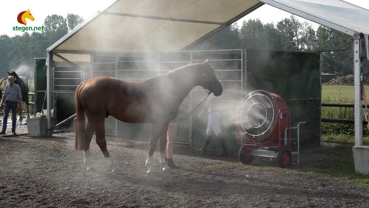 hittegolf paarden
