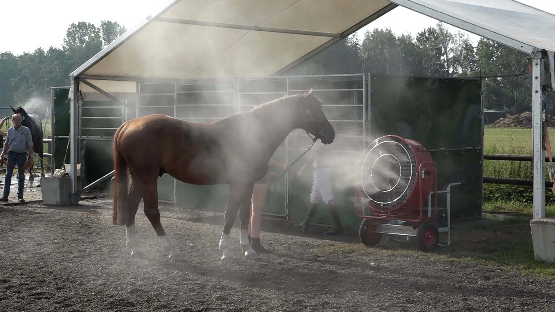hittegolf paarden