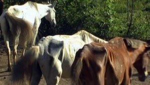 verwaarloosde paarden