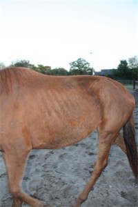 verwaarloosdpaard