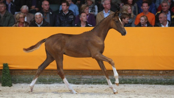 Veilingtopper van de dag was Idono Paulowna (v. Sir Donnerhall), die 47.000 euro opbracht. ©Wendy Scholten