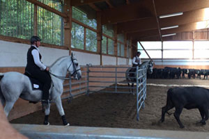 Working Equitation draait om gehoorzaamheid en behendigheid.