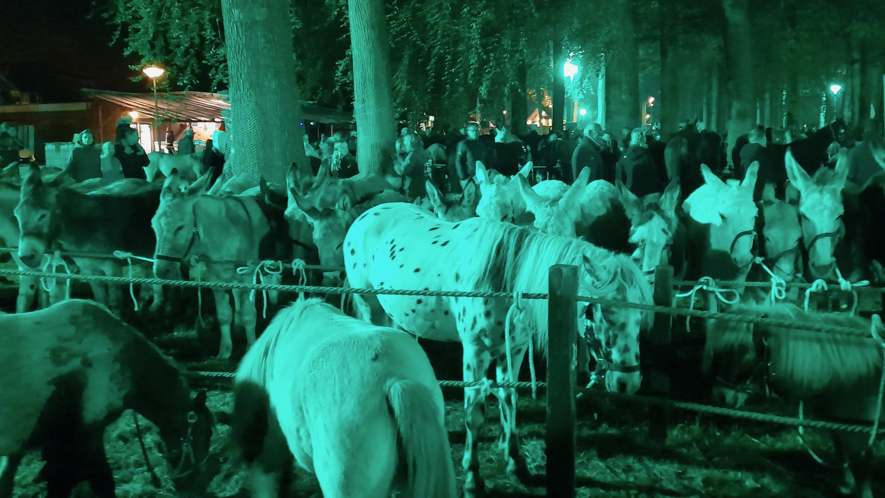 Zuidlaardermarkt 2025: minder dieren, maar volop sfeer en handel